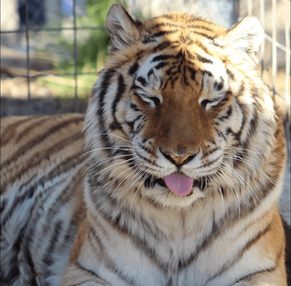 Forever Wild Exotic Animal Sanctuary