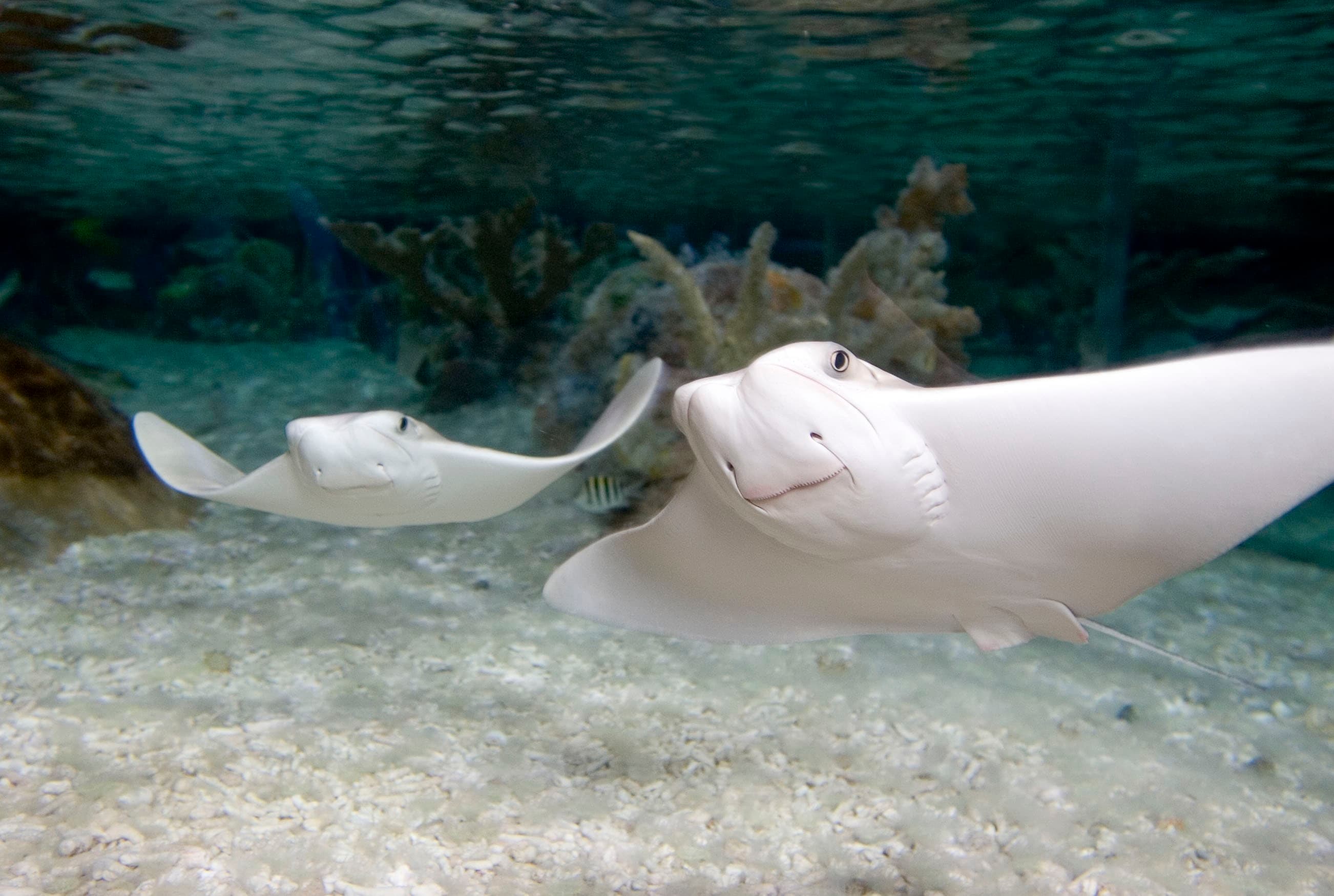 SEA LIFE Grapevine Aquarium