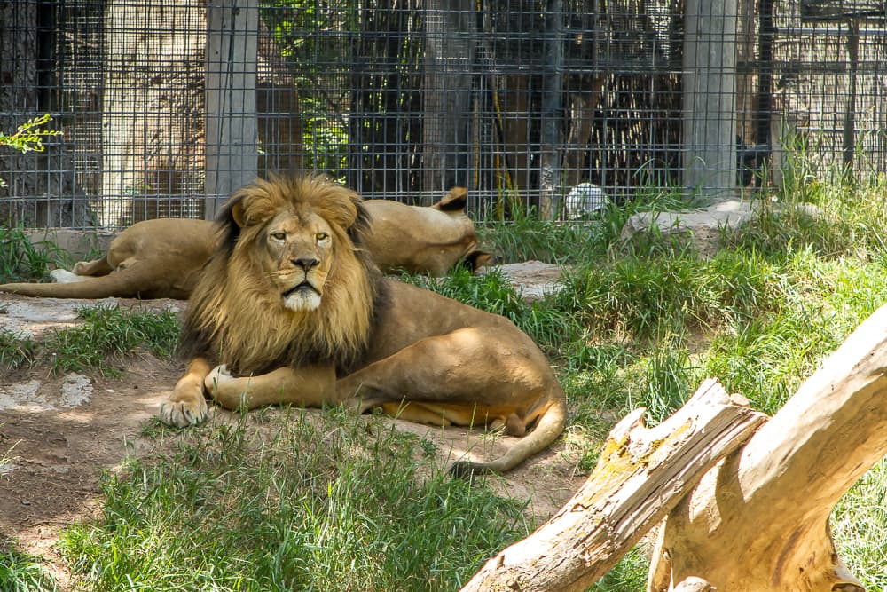 Idaho Falls Zoo at Tautphaus Park