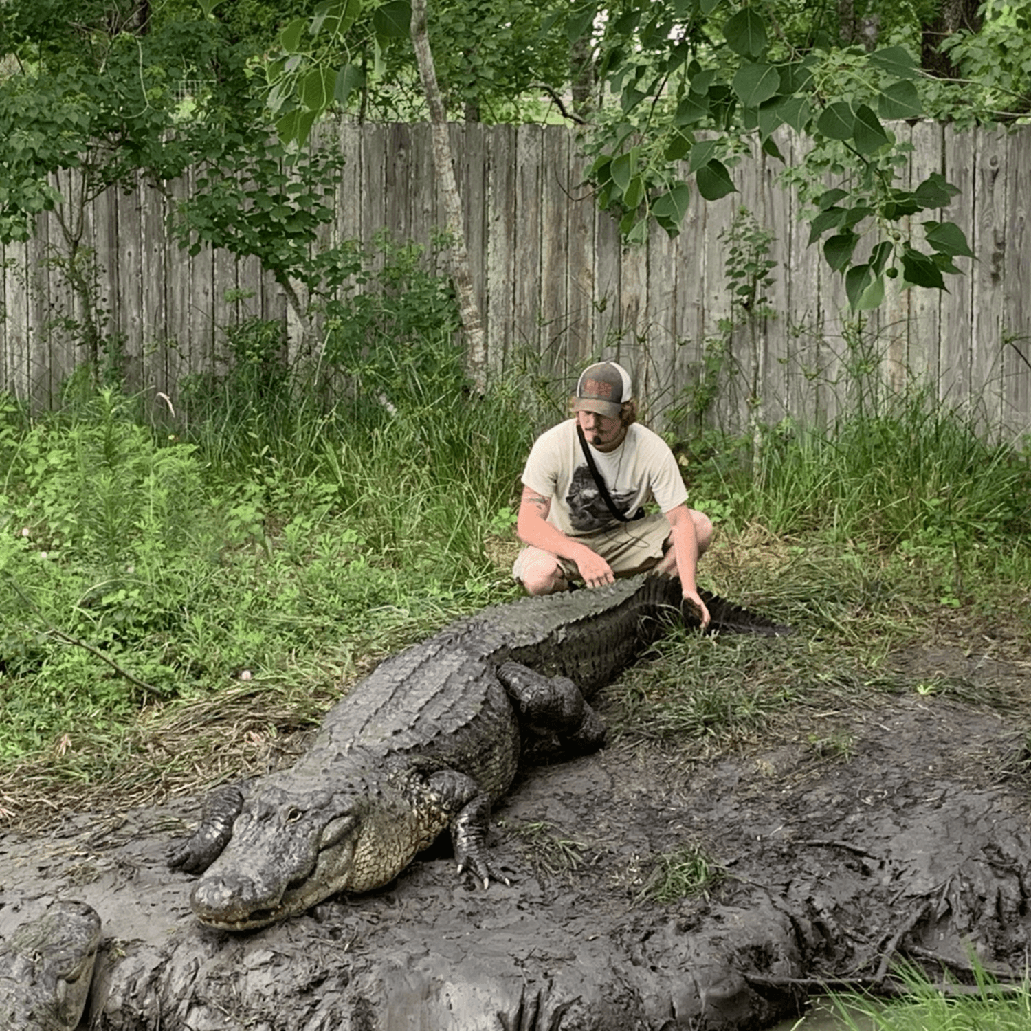 Crocodile Encounter