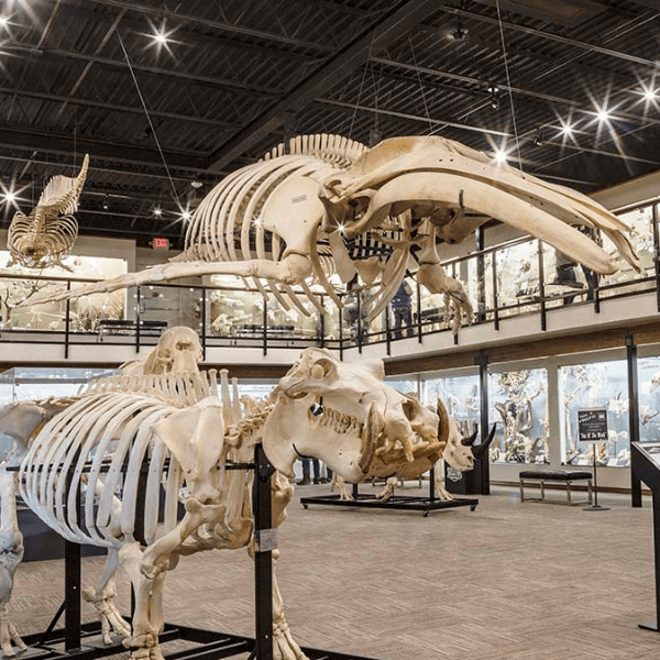 Skeletons Museum of Osteology