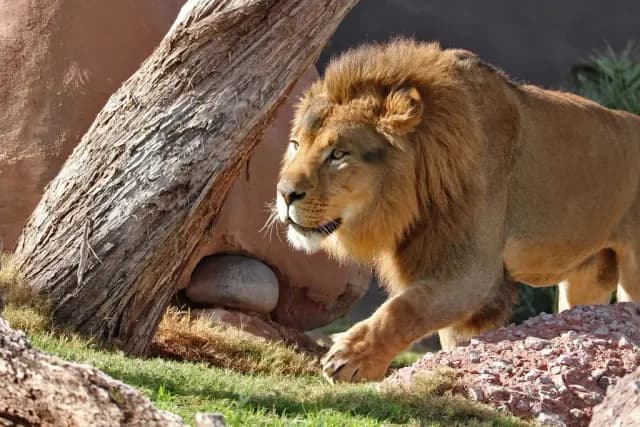 boboo-an-african-lion