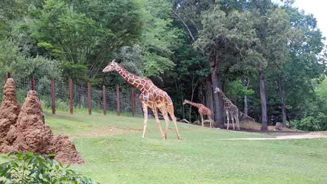 things-to-do-6-phoenix-zoo