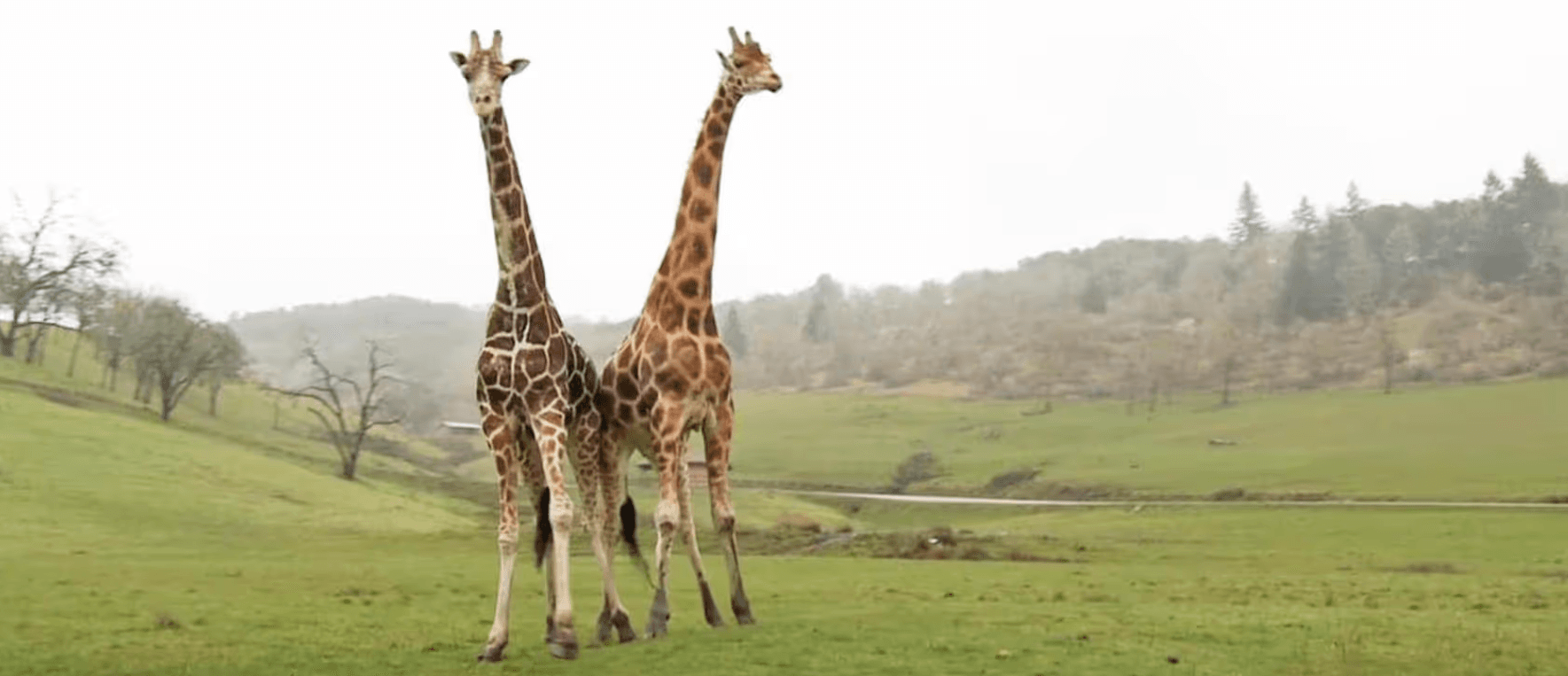 Wildlife Safari