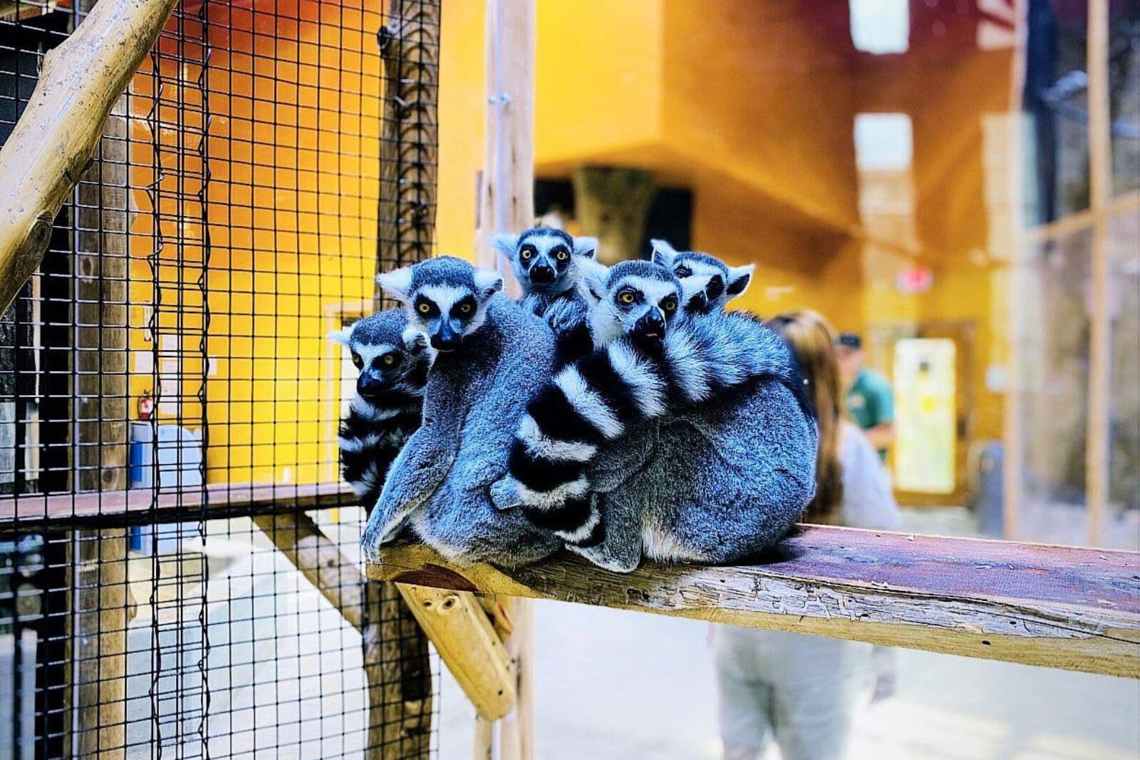 Houston Interactive Aquarium & Animal Adventure