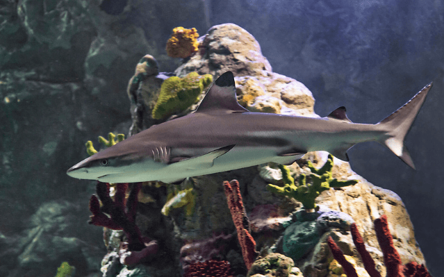 SEA LIFE Kansas City Aquarium