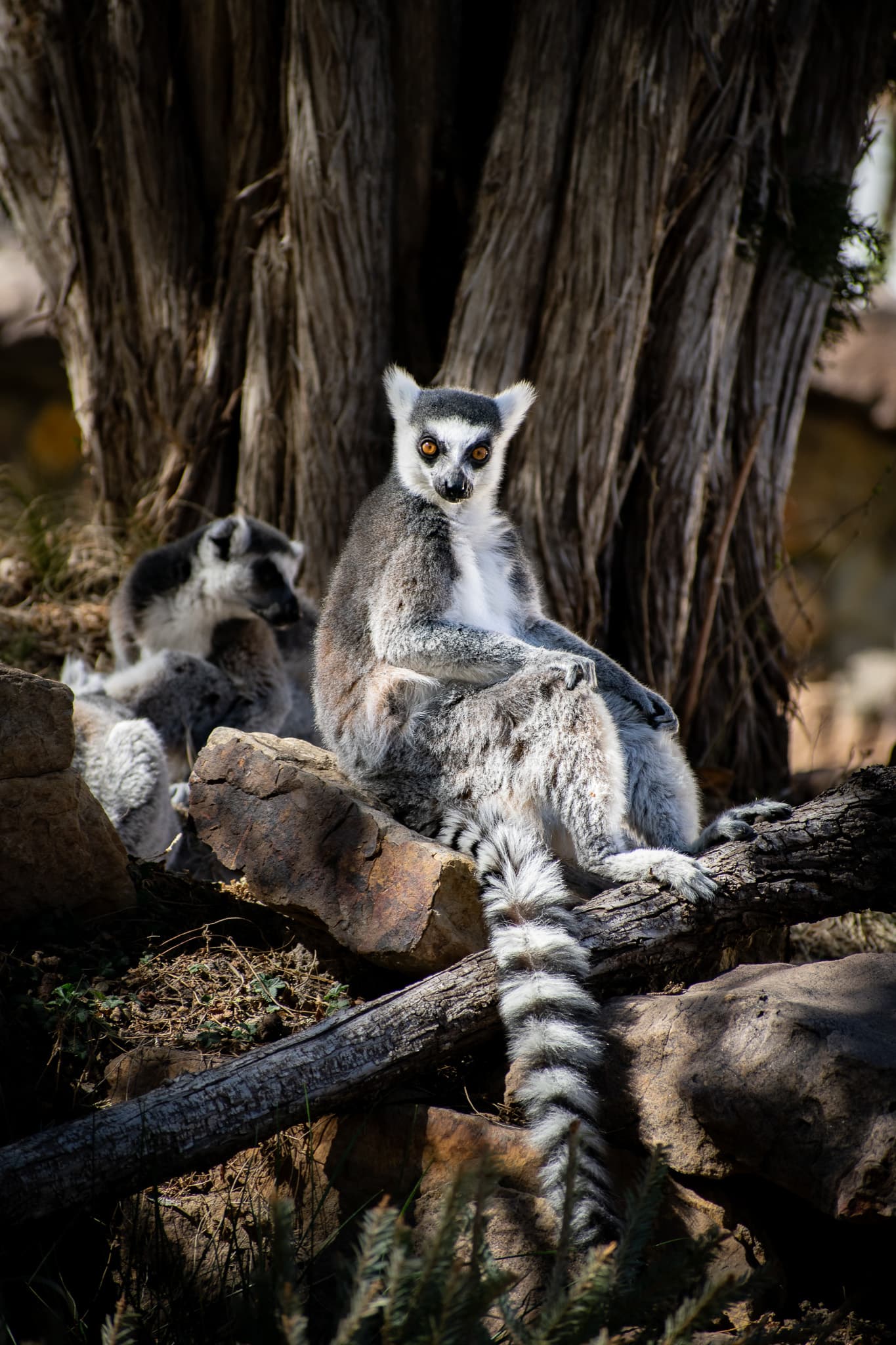 Pueblo Zoo
