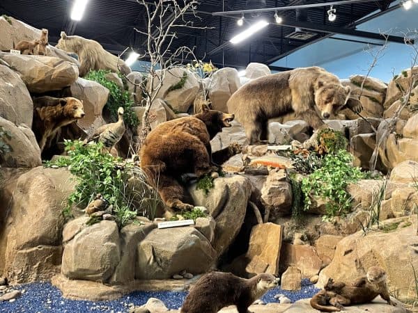 Rosenbruch World Wildlife Museum