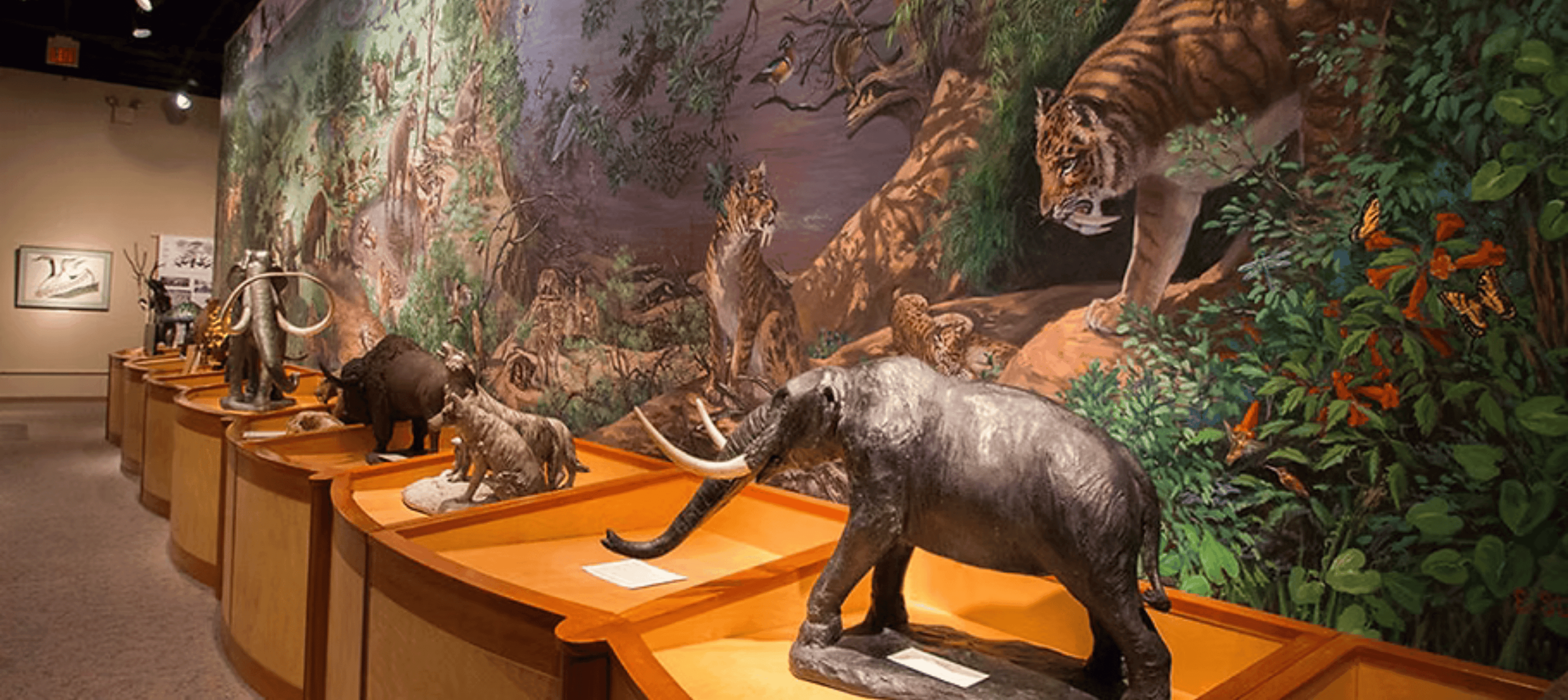Brazos Valley Museum of Natural History