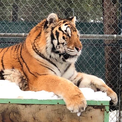Cat Tales Wildlife Center