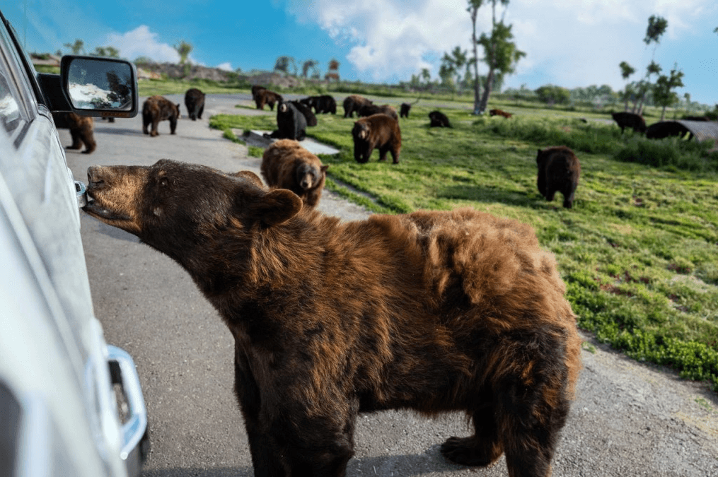 Yellowstone Bear World - Idaho