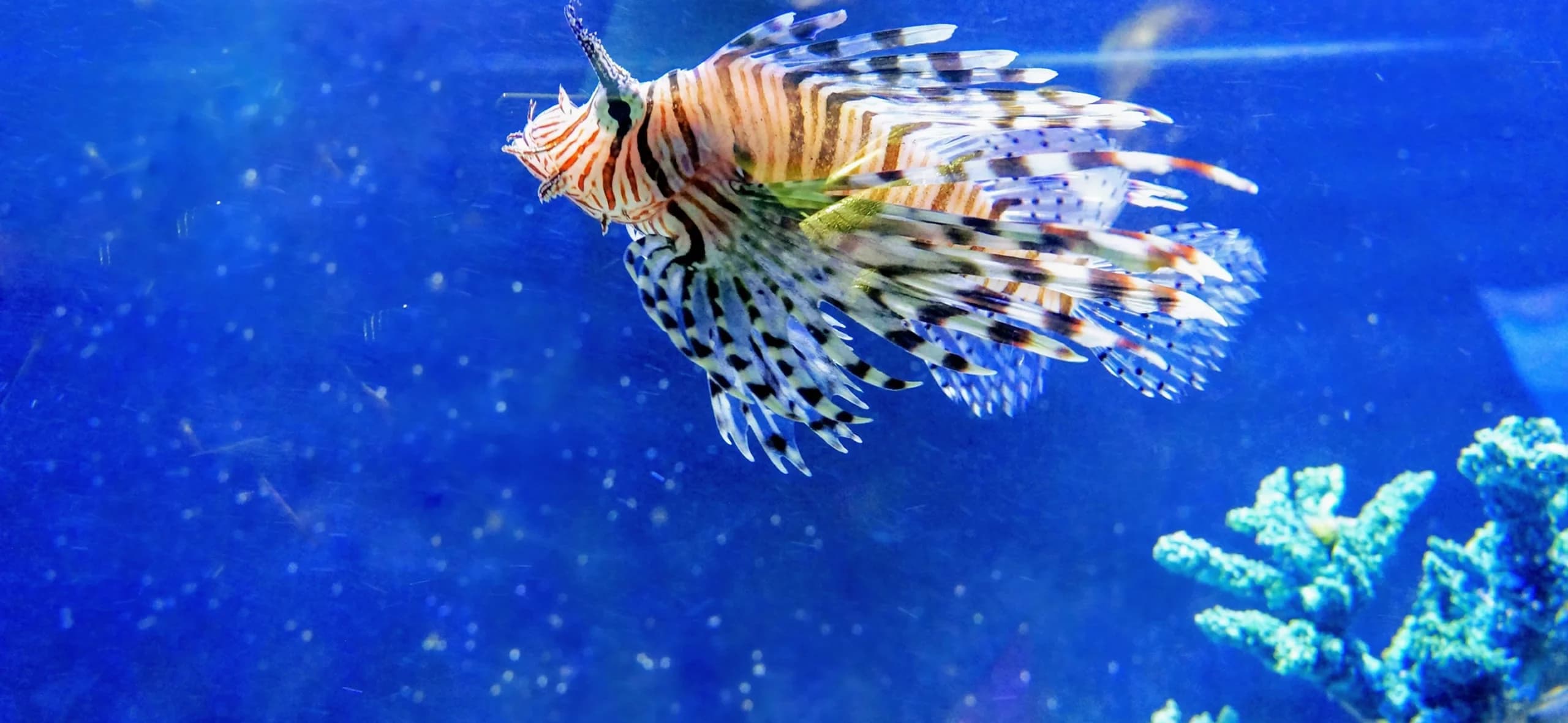 East Idaho Aquarium
