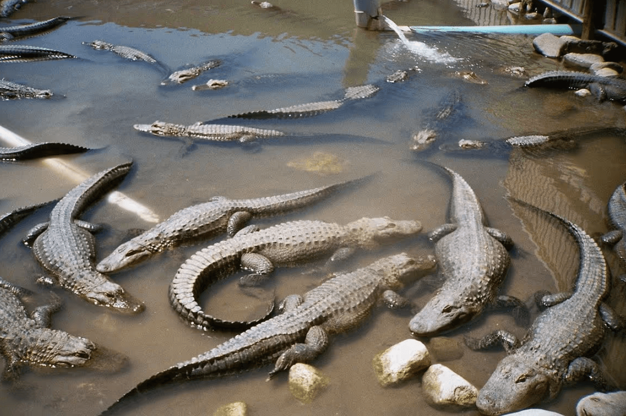 Colorado Gators Reptile Park