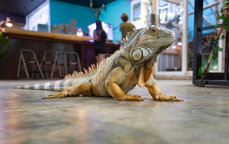 Idaho Reptile Zoo