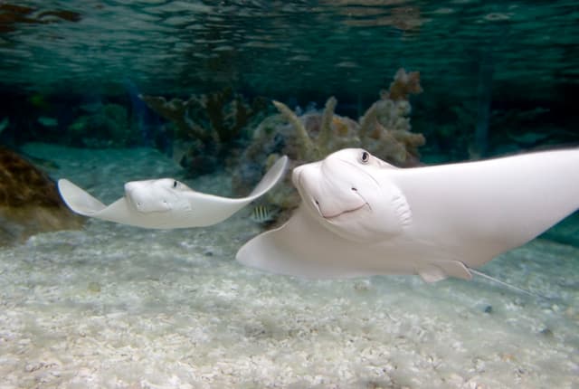 SEA LIFE Grapevine Aquarium