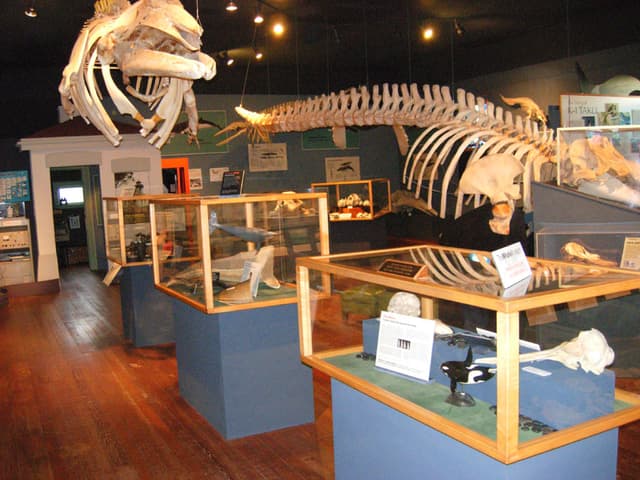 The Whale Museum