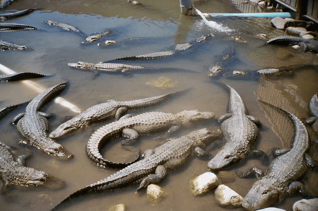 Colorado Gators Reptile Park